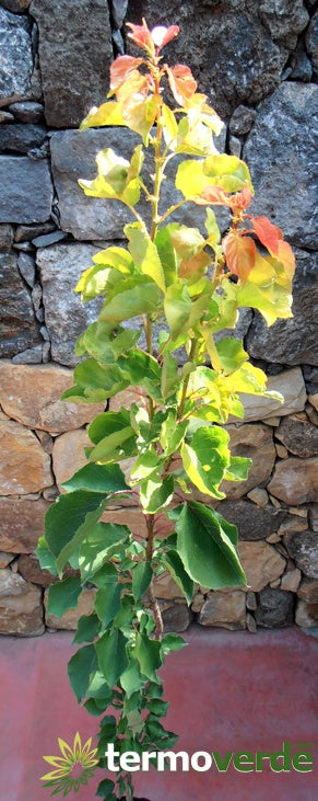 Albero albicocco Cafona, spedizione Express