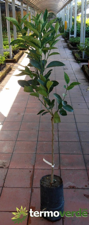 Albero arancio Brasiliano, spedizione Express