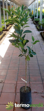 Albero arancio Moro, spedizione Express