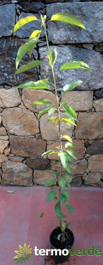 Albero ciliegio Durone di Vignola II, spedizione Express