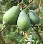 Albero feijoa, spedizione Express
