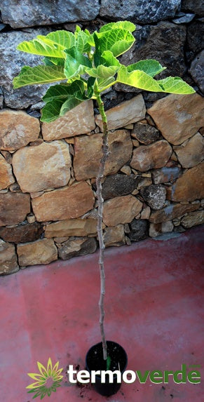 Albero fico Brigiotto bianco, spedizione Express