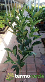 Albero limone Verdello, spedizione Express