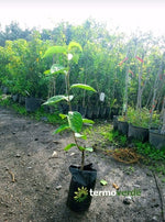 Albero loto Vaniglia, spedizione Express