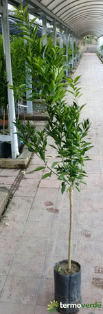 Albero mandarino comune, spedizione Express