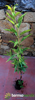 Albero mandorlo Pizzuta d'Avola, spedizione Express