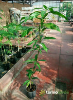 Albero mango, spedizione Express