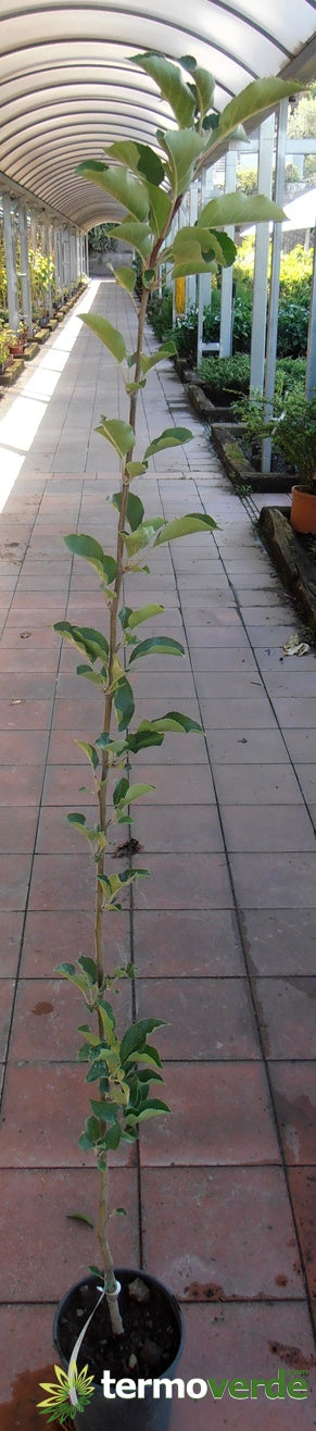 Albero melo Cotogno, spedizione Express