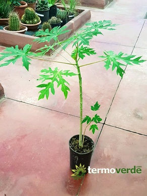 Albero papaya, spedizione Express