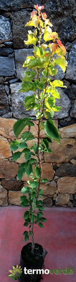 Albero pero Ucciardone, spedizione Express