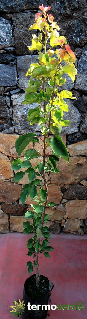 Albero pero Ucciardone, spedizione Express