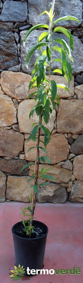 Albero pesco Noce precoce, spedizione Express