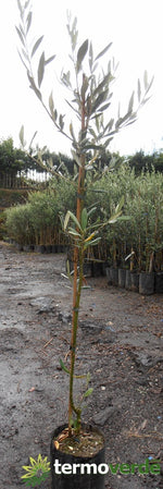 Albero ulivo Giulia, spedizione Express