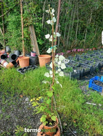 Pianta frutti di bosco Ribes nero, spedizione Express