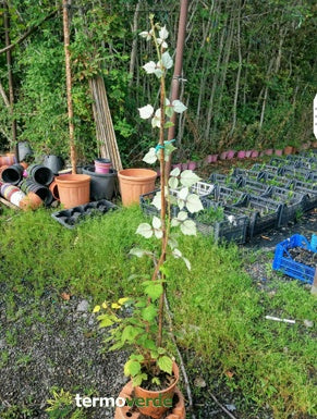 Pianta frutti di bosco Ribes nero, spedizione Express